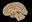 Neuroanatomie_2